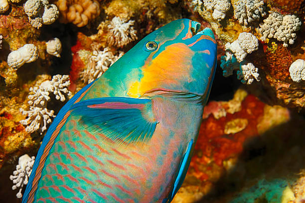 Sea life - Parrotfish Underwater  sea life - coral reef. Parrotfish   fish,  deep in tropical sea.  parrot fish stock pictures, royalty-free photos & images