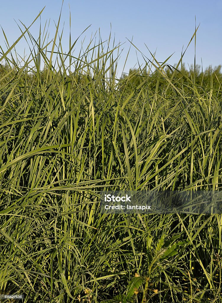 Tall wheatgrass (Agropyron, elongatum) Agricultural Field Stock Photo