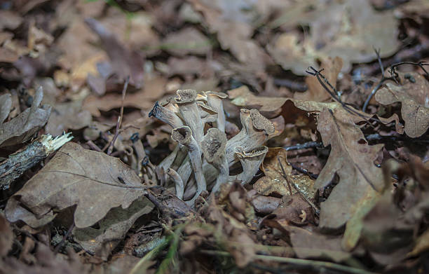 istock The horn of plenty Craterellus cornucopioides 515628247