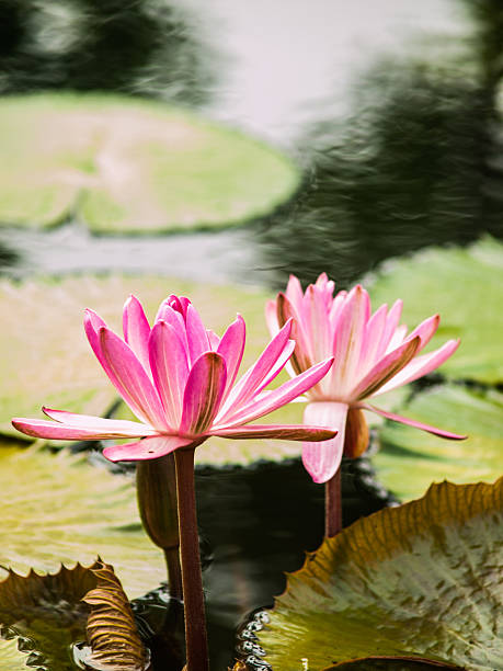 istock Pink lotus in nature 515628919