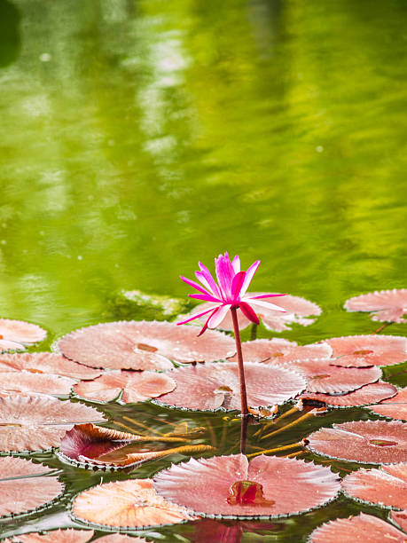 istock Pink lotus in nature 515628957