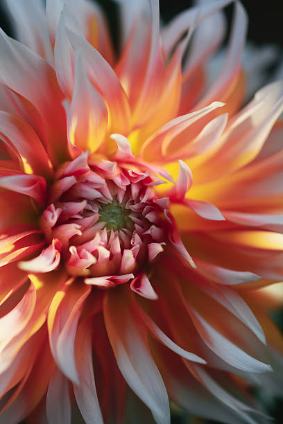 Free Stock Photo of Vibrant red dahlia close-up with yellow center ...