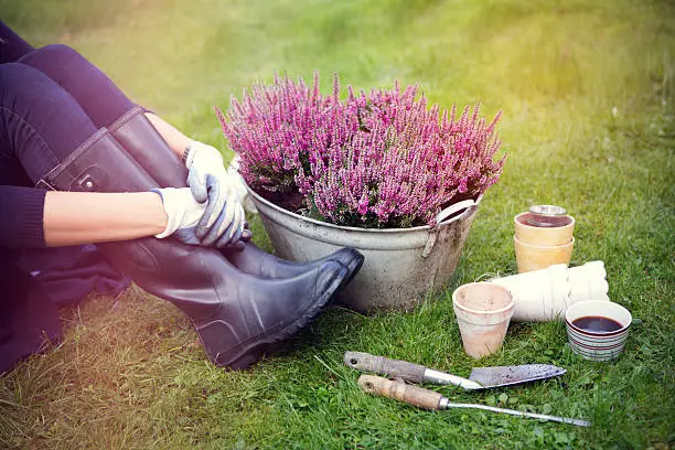 Woman planting flowers in garden.