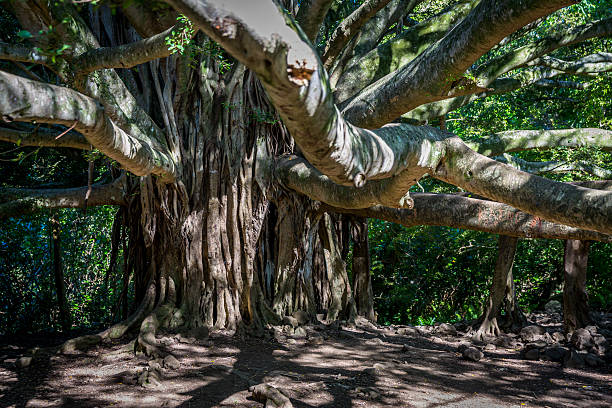 istock Big Banyan tree in Waimoku falls trail, Maui, Hawaii 515631487
