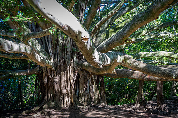 istock Big Banyan tree in Waimoku falls trail 515631503