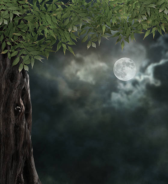 istock Fabulous night scenery, ancient trees, the bright moon 515631633