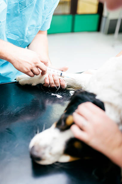 istock Dog receiving anaesthetic 515631867