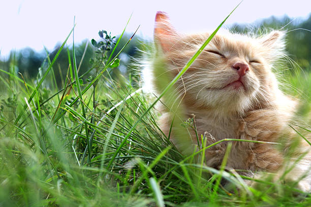 kitten on green grass stock photo