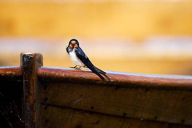 Swallow on wooden boat stock photo