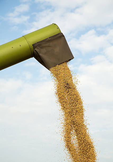 istock Combine harvester unloads soybean seeds after harvest 515634061