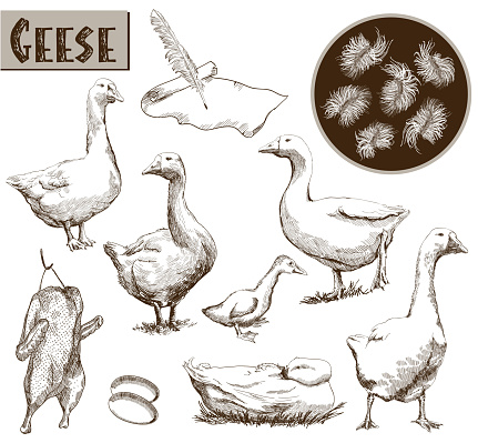 breeding geese. set of vector sketches. Hand drawn illustrations