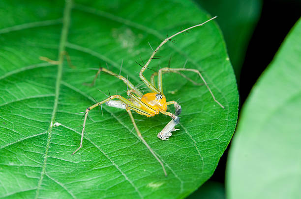 깡충거미 및 prey - spider blue multi colored orange 뉴스 사진 이미지