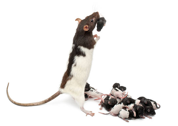 istock Fancy rat taking care of its babies 515642770