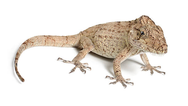 istock Oriente Bearded Anole or Anolis porcus commonly called bush anoles, 515643178