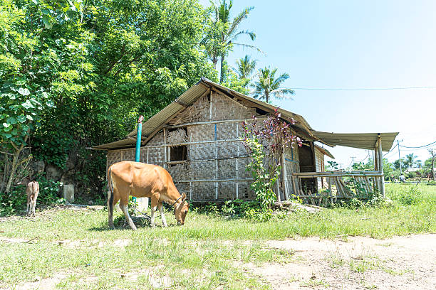 istock Cow and countryside house 515643198