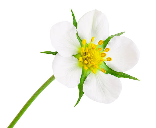 istock Close-up Strawberry flower isolated on white background 515643504
