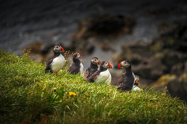 istock Icelandic puffins at remote islands on Iceland, summer time 515644148