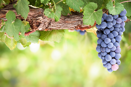 Close-up of single bunch of grapes hanging from old vine branch with blurred vineyard background for copy space.