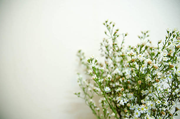 istock beautiful flower vintage background 515644484