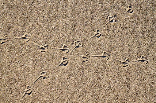 bird footprints in the sand