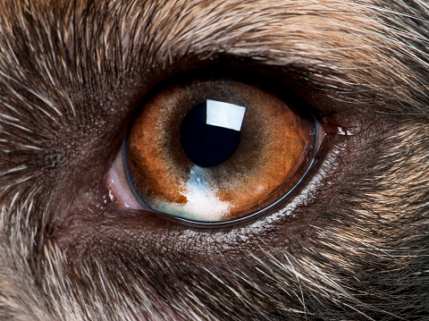 Close-up of Australian Shepherd's eye
