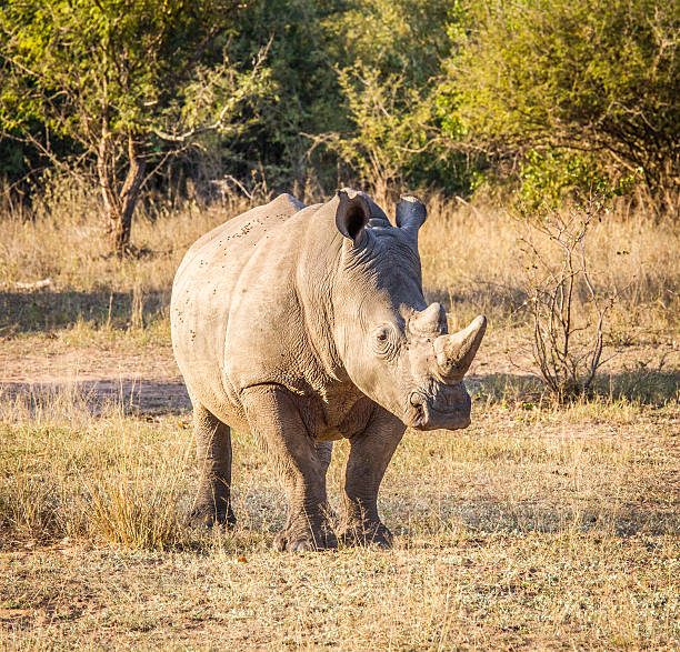 istock White Rhino in the golden light 515646156