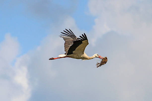 istock Stork carrying material for nest on a background cloudy sky 515646780