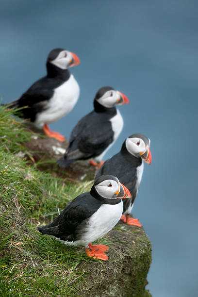 Atlantic puffins interact, roost, land and take flight from the rocky cliffs in Elliston, Newfoundland.