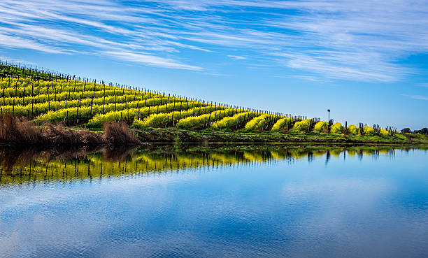 머스타드 반사 - carneros valley napa valley vineyard california 뉴스 사진 이미지