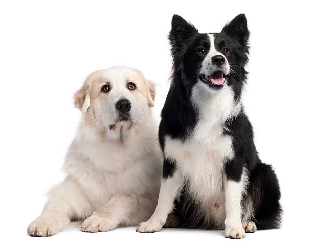 istock Great Pyrenees  and Border Collie, 2 years old, 515647258