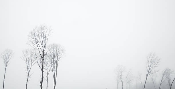 istock Nature. winter fog that coated the trees. 515647418