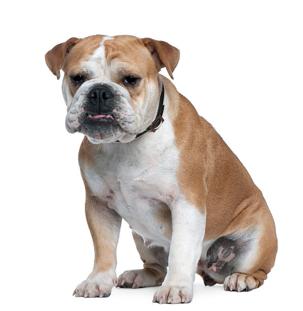istock English Bulldog, 18 months old, sitting 515647846
