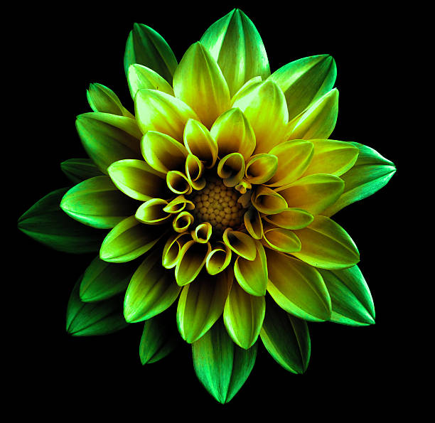 istock Surreal dark chrome green flower dahlia macro isolated on black 515648322