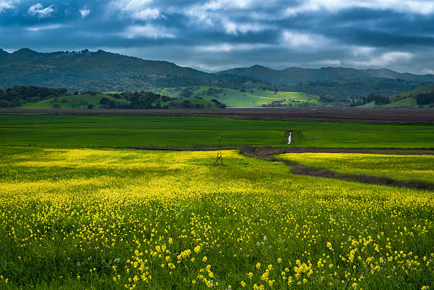 Mustard bloom in Sonoma Field of mustard flowers in Sonoma county, California sonoma county stock pictures, royalty-free photos & images