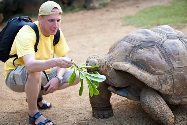 man the tourist feeds  turtle, focus on  turtleы stock photo