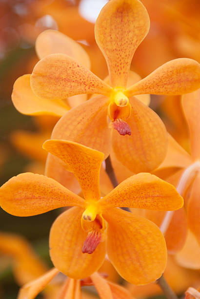 istock Orange Orchid fresh flower  background 515648846