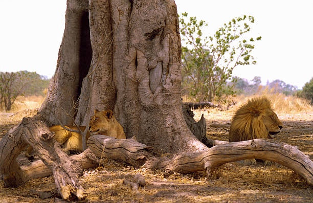 istock Botswana Safari: Lion Couple Lying at Base of Tree Trunk 515648904