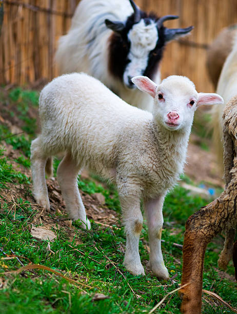 istock hite suffolk lamb, a few days old 515649226
