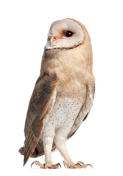 istock Barn Owl, Tyto alba, 4 months old, standing 515649744