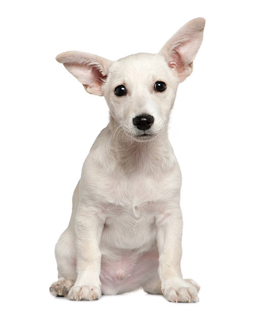 istock Mixed-breed puppy, 3 months old, sitting 515649826