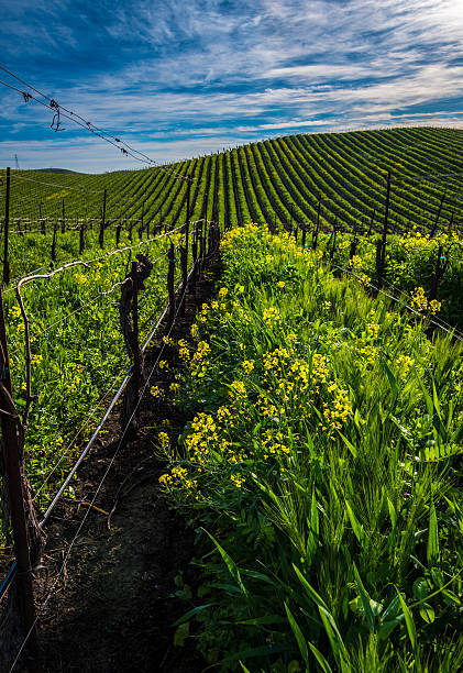 카르네로스 머스타드 블 룸 - carneros valley napa valley vineyard california 뉴스 사진 이미지