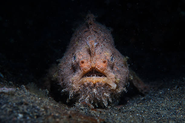 poilu poisson-grenouille - anglerfish sea fish underwater photos et images de collection