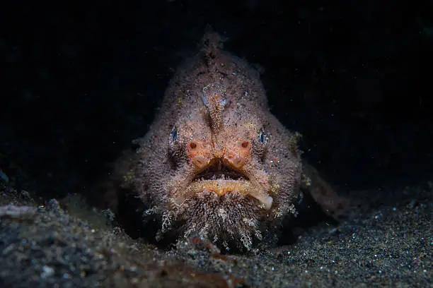 A well-camouflaged Hairy or Striated frogfish (Antennarius striatus) sits on the seafloor of Lembeh Strait, Indonesia.