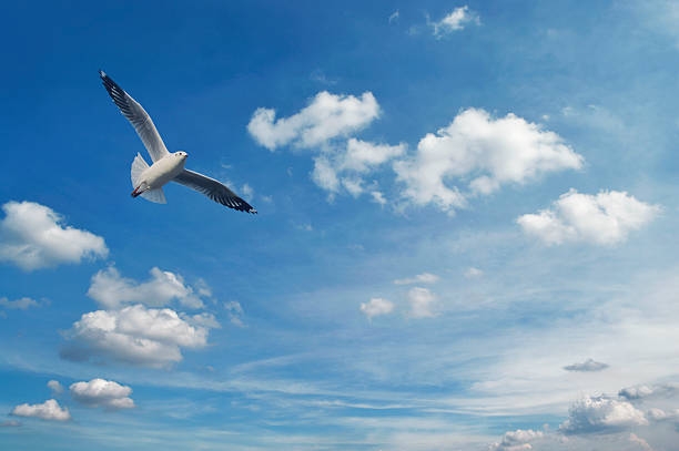 istock Seagull flying in blue sky with white clouds, Freedom concept 515652392