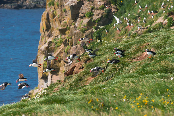 istock Icelandic puffins at remote islands, Iceland 515653658