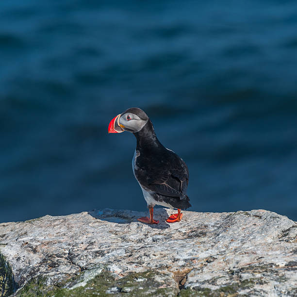 istock Icelandic puffins at remote islands, Iceland 515653816