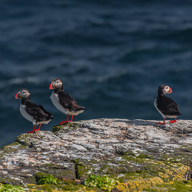 istock Icelandic puffins at remote islands, Iceland 515654070