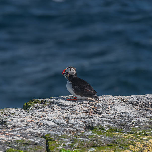 istock Icelandic puffins with fish at remote islands, Iceland 515654542