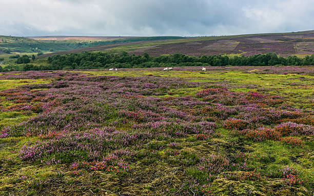 istock North York Moors in bloom, Goathland, Yorkshire, UK. 515654882