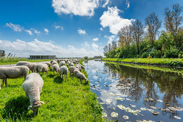 Sheep grazing near a ditch on a dyke in the Netherlands under a typical Dutch summer sky